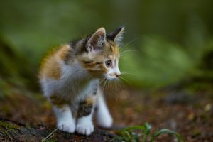 Read more about the article How To Litter Train a Kitten (even if you have NO experience)