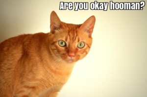 Read more about the article Do cats know when you’re sick?
