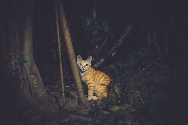 Read more about the article Why do cats go out at night?