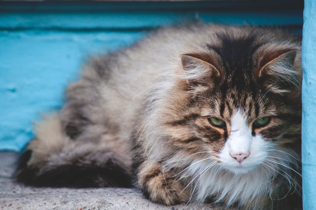 Why is my cat vomiting undigested food hours after eating? AskMeow
