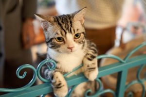 Read more about the article Why has my cat stopped eating?