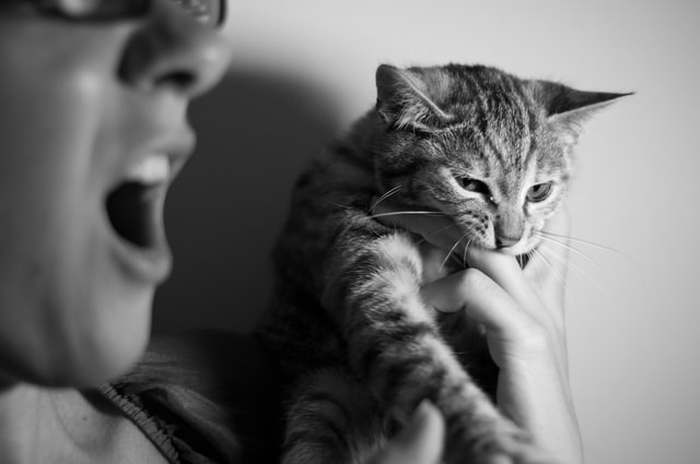 Read more about the article Why is my cat biting me all of a sudden?
