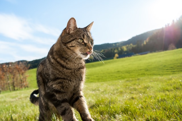 Read more about the article Do Cats Lose Weight in the Summer?