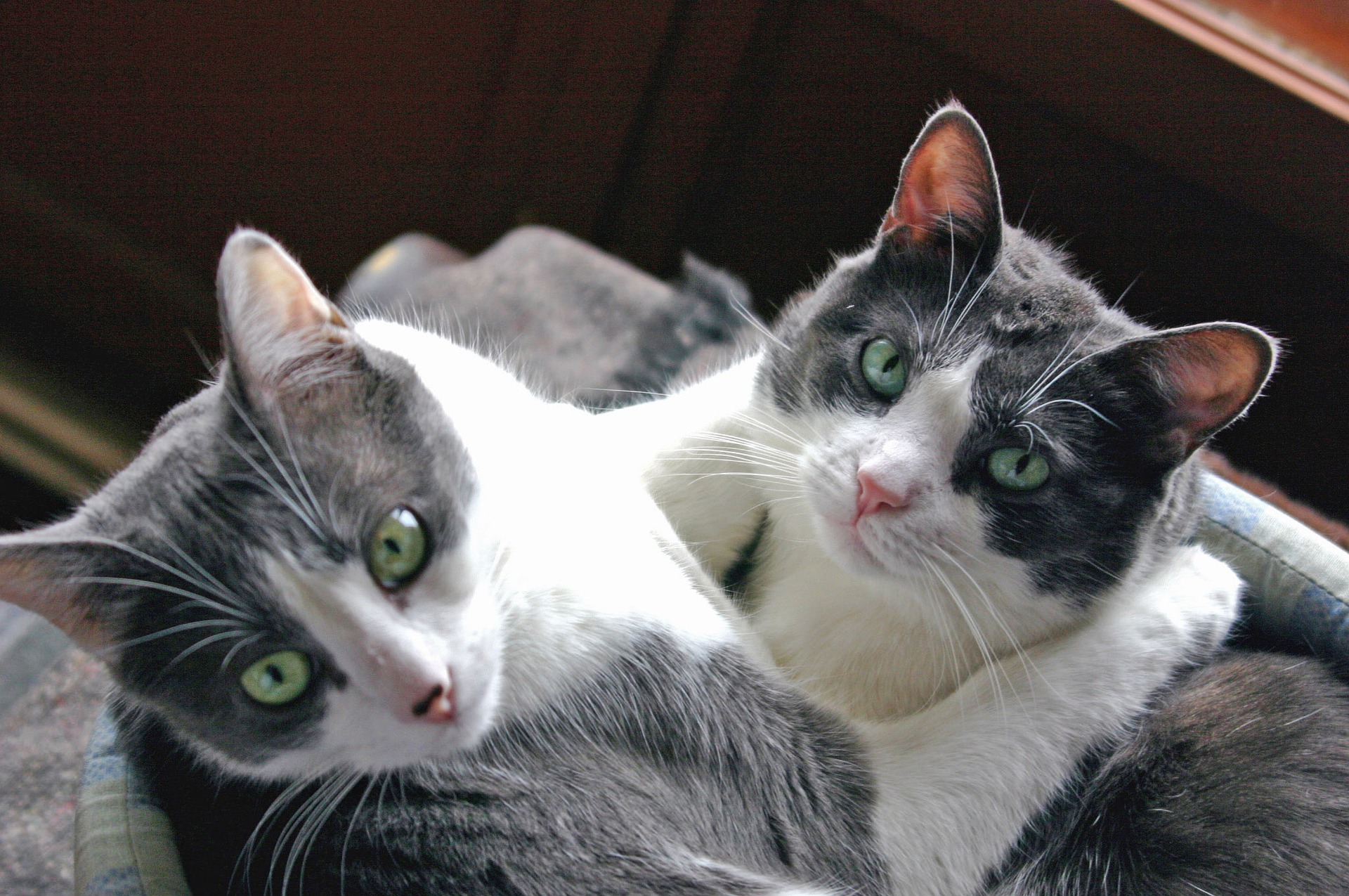Read more about the article Why Is My Cat Affectionate Only In Specific Areas Of The House?