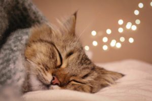 Read more about the article What to do when your cat has cold