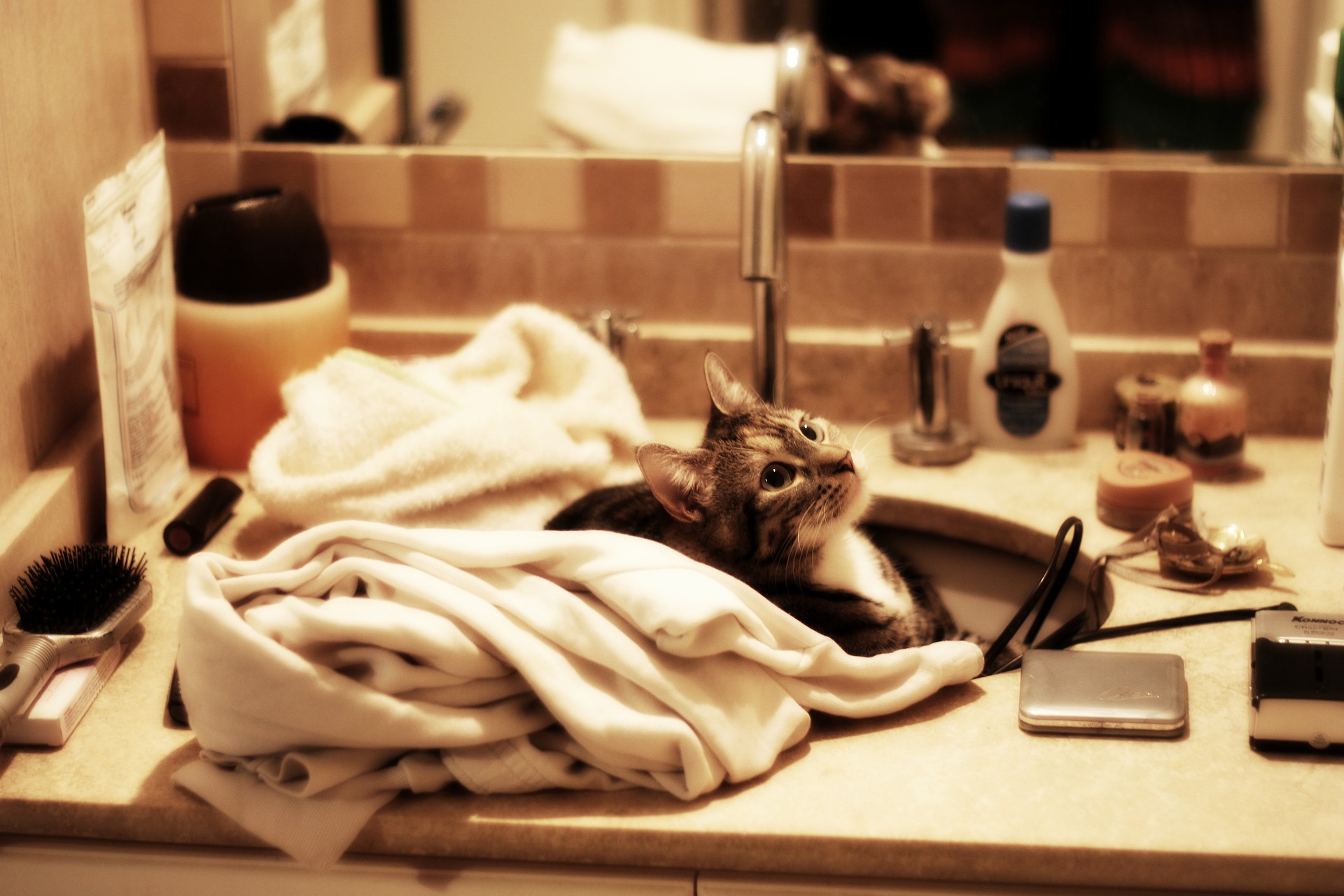 Read more about the article Why is my cat peeing on blankets and clothes?