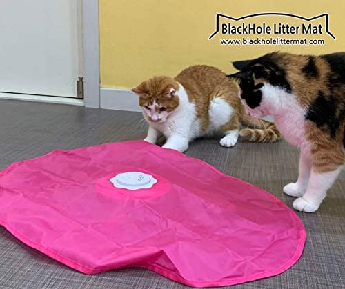 cats checking out an inflatable toy