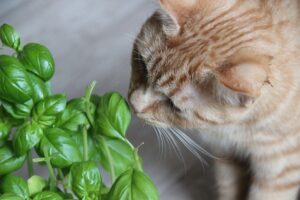 Read more about the article Why Does My Cat Hate Catnip?