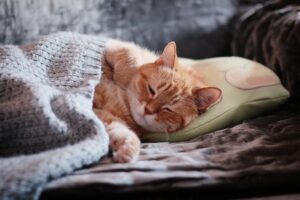 Read more about the article How To Tell If Your Cat Is In Heat?