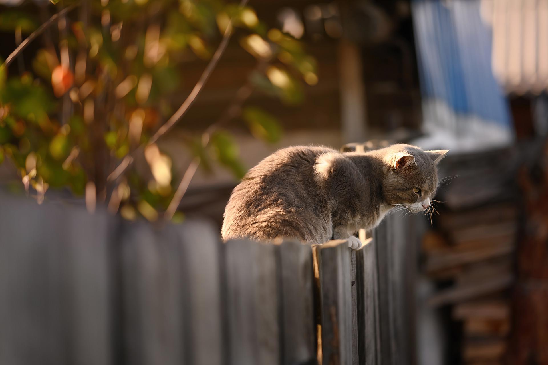 Can domestic cats survive outside?